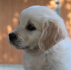 golden retriever cuccioli